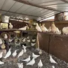 حمام فرنسي