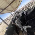 جفار وتيوس طيبه بري