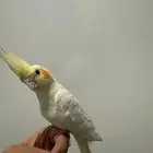 كروان أليف