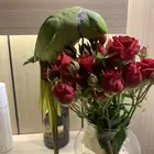 دره ذكر اليف يحب العب