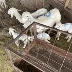 غنم للبيع( تم البيع)