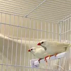 طيور شفت تيل البينو
