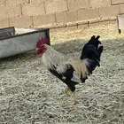 النوع شوكي الديك كفو شرط يقصع ويذن