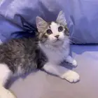 قطوه للتبني