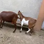 تيس فل شحم
