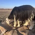 ضان نجد