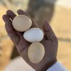 دجاج لوهمان