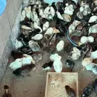 صوص العدد 200جوز