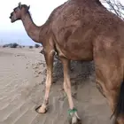 بكره بكار حقه مشرقه جذعه