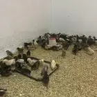 طيور دجاج صيصان