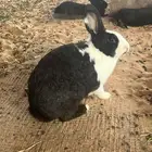 ارانب امهات للبيع