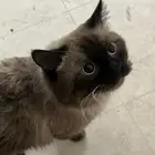 قط ذكر للتبني