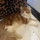 للتبني مستعجل  قط ذكر اليف جدا