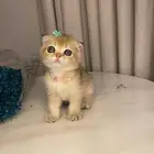 قطط للبيع سكوتش