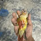 كنيور انناس توه مفطوم