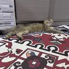 قط سكوتش بيور للبيع