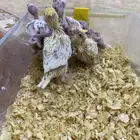 فروخ كروان بينو ولتينيو