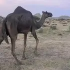 ناقتين مجاهيم ضرايب مناويب