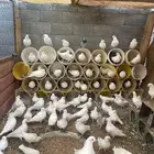 حمام لاحم العدد تقريبا  60 حبه