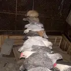 دجاج صوص عمر شهرين تقريبا