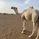قعود باتلي