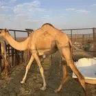 بكار مفاريد للبيع