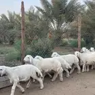 طليان