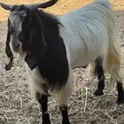 تيس عارضي فحل