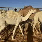 بكار مفاريد