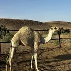 حاشي للبيع