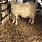 عنز مصريه متاومه طيبه