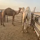 قعود قصب طيب