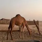 بكره ساحليه منوة القنئ
