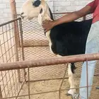 شاه نجديه فاخره