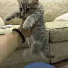 قطط صغيره للبيع