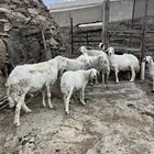 ضان مقاني للبيع