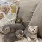 قطط