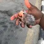 لبيع فروخ كروان غر هولندي