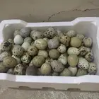 بيض سمان مخصب
