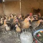 دجاج بياض
