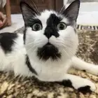 قط ذكر مرح و يحب اللعب كثير