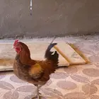ديك للبيع