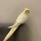 كروان اليف هدد داخلي