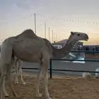 للبيع بكره باتليه