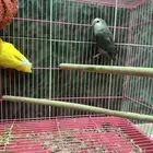 جوز روز منتج