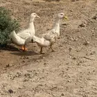 بطنين