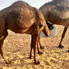 2 قعدان لبانيه فل الفل