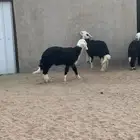 بهم نجد للبيع