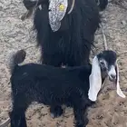 عنز معها جفره