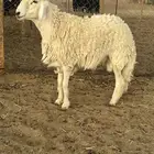 فحل حري ثني طيب